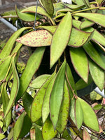 Hoya davidcummingii