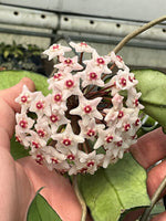 Hoya sp. Singapore