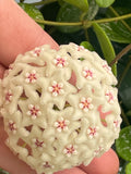 Hoya ‘Lima’ splash