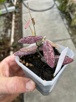 Hoya sigilatis