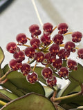 Hoya Rosita