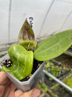 Hoya RHM 14-03