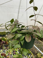 Hoya fitchii