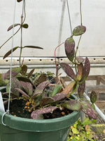 Hoya sp. VL-9 (splash)