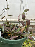 Hoya sp. VL-9 (splash)