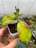Hoya subcalva