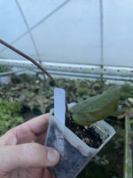 Hoya pentaphlebia