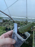 Hoya pentaphlebia