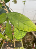 Hoya finlaysonii ‘Nong Nooch’