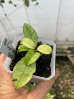 Hoya crassipetiolata splash