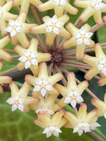 Hoya surigaoensis