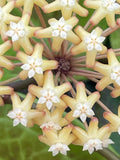 Hoya surigaoensis