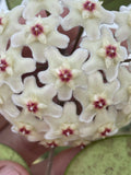 Hoya carnosa Moteskei