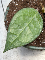 Hoya verticillata sp. Lampung