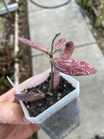 Hoya sigilatis