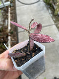 Hoya sigilatis