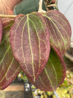Hoya latifolia