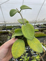 Hoya calycina Stargazer