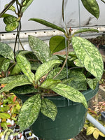 Hoya crassipetiolata splash