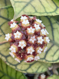 Hoya callystophylla