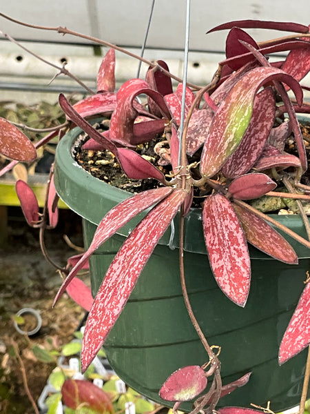 Hoya sigilatis