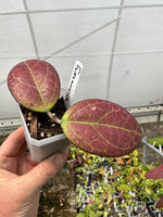 Hoya fuscamarginata