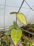 Hoya vitellina (HSL)