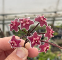 Hoya pubicalyx
