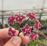 Hoya pubicalyx