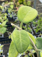 Hoya calycina Stargazer