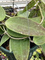 Hoya RHM 14-03