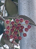 Hoya Nap016