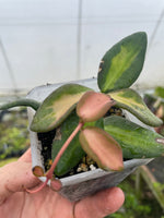 Hoya burtoniae var.