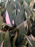 Philodendron Pink Princess Marble