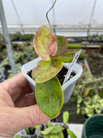 Hoya pubicalyx ‘Polilo Island’