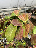 Hoya quinquenervia