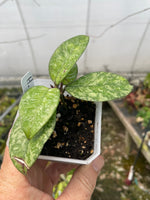 Hoya crassipetiolata splash