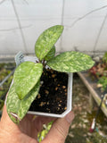 Hoya crassipetiolata splash