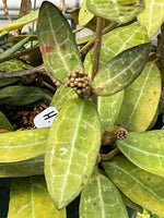 Hoya elliptica