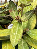 Hoya elliptica