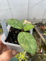 Hoya crassipetiolata splash