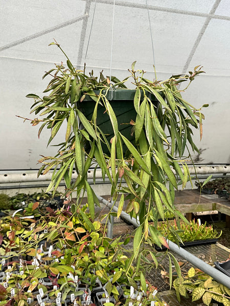 Hoya tsangii albo