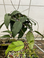 Hoya sp. Singapore