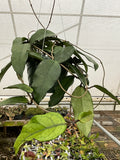 Hoya sp. Singapore