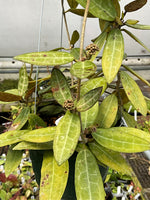 Hoya elliptica