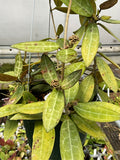 Hoya elliptica
