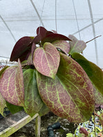Hoya surigaoensis