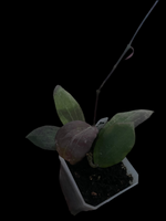 Hoya ‘Annakey’