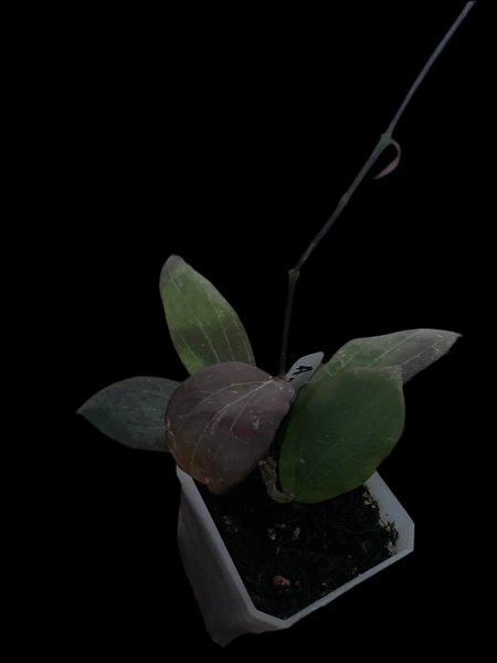 Hoya ‘Annakey’