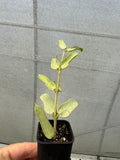 Hoya pandurata Tsiang Silver